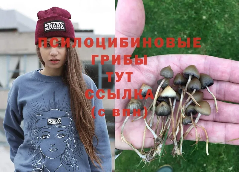 Галлюциногенные грибы Psilocybe  darknet официальный сайт  Козьмодемьянск 